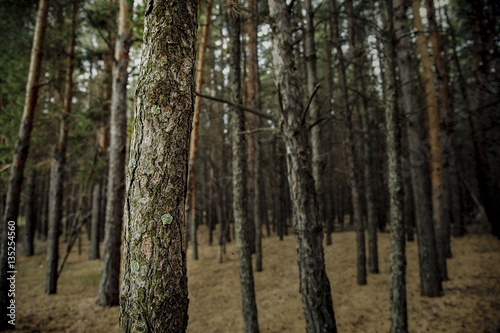 Serene Nature Images © Caley