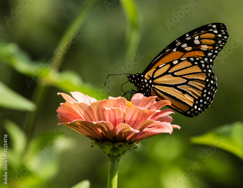 Monarch on Pink Zinnia © Greg