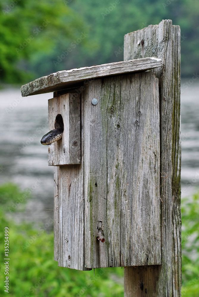 A black rat snake searching for a meal inside a bird box in a state park in Connecticut A black rat snake searching for a meal inside a bird box in a state park in Connecticut