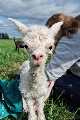 A newborn Cria on an alpaca farm in the Champlain Valley area of Vermont