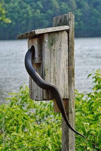 A black rat snake searching for a meal inside a bird box in a state park in Connecticut