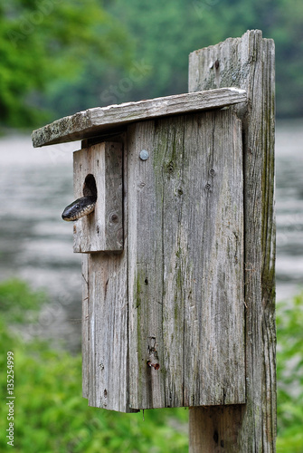 A black rat snake searching for a meal inside a bird box in a state park in Connecticut