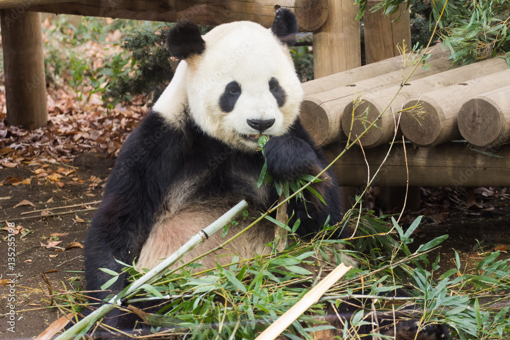 Obraz premium ジャイアントパンダ