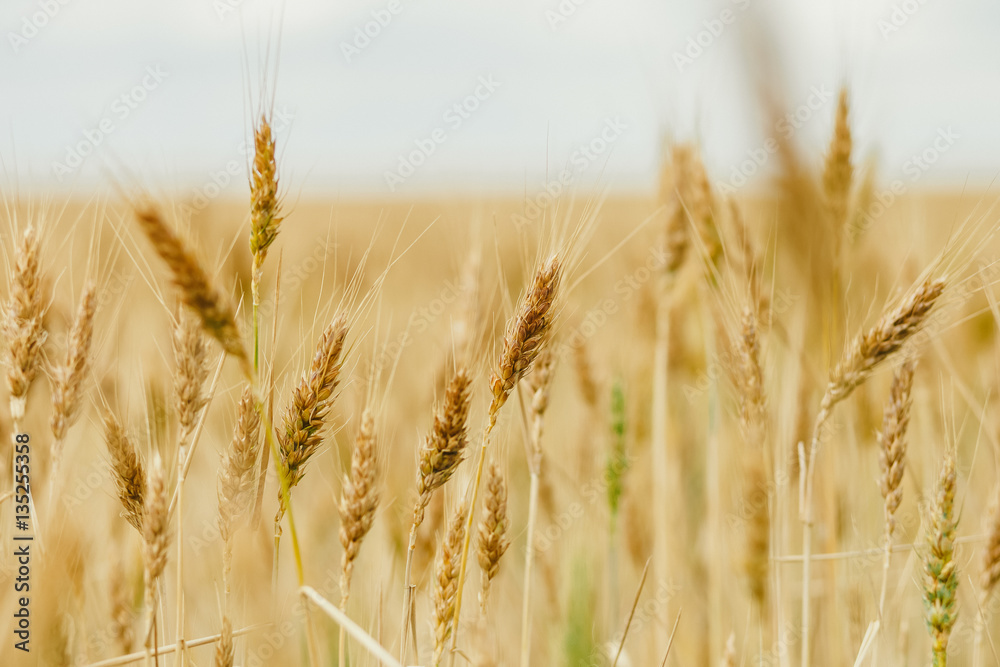 Fototapeta premium wheat field