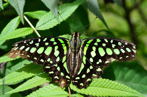 Florida Malachite Butterfly