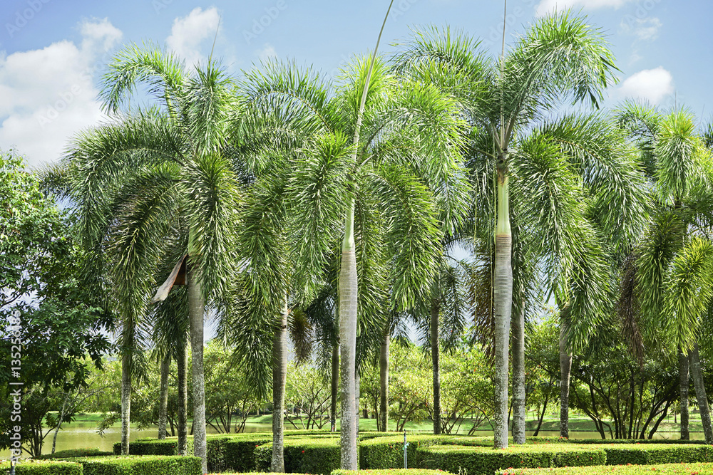 Fototapeta premium Palm tree in the Garden.
