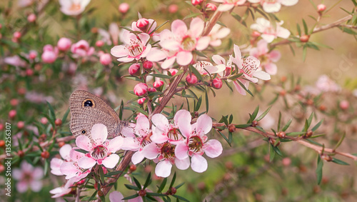 Australian Leptospernum Flowers and Butterfly