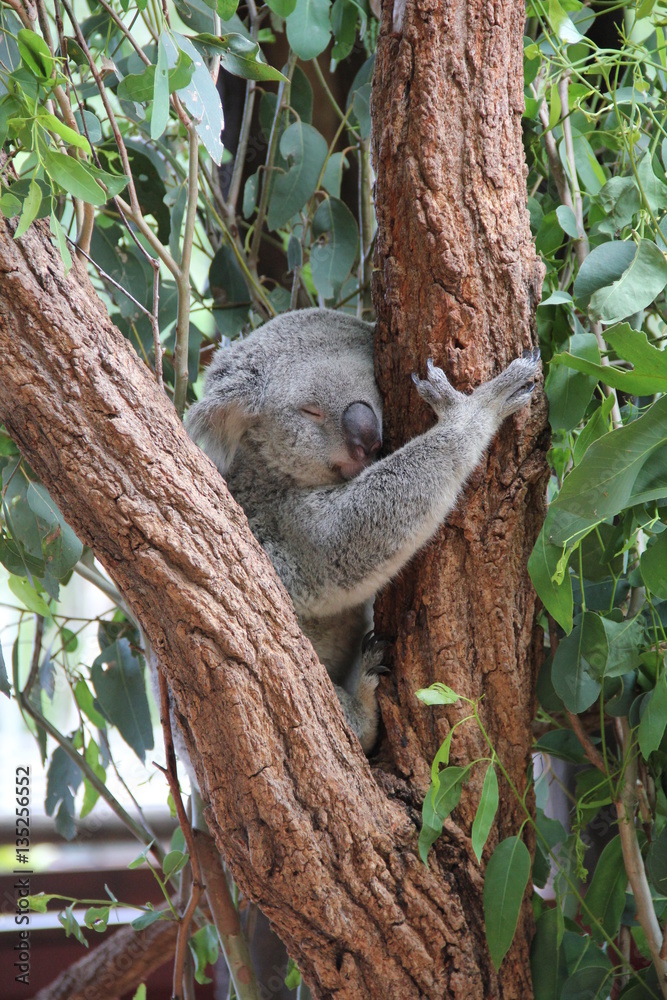 Obraz premium Koala in Tree
