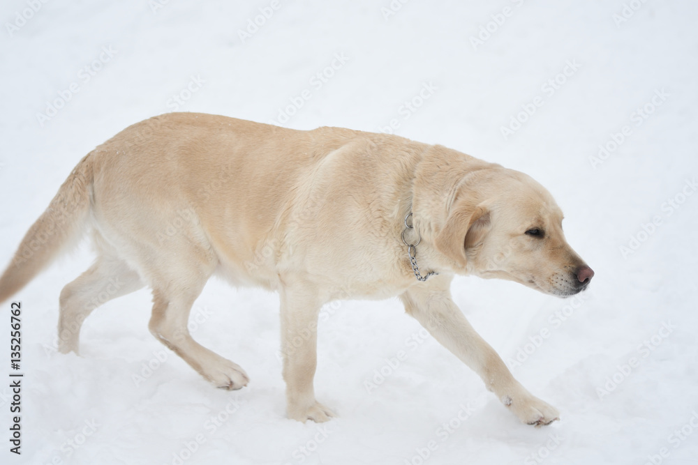 Dog breed Labrador resting on a winter walk Dog breed Labrador resting on a winter walk