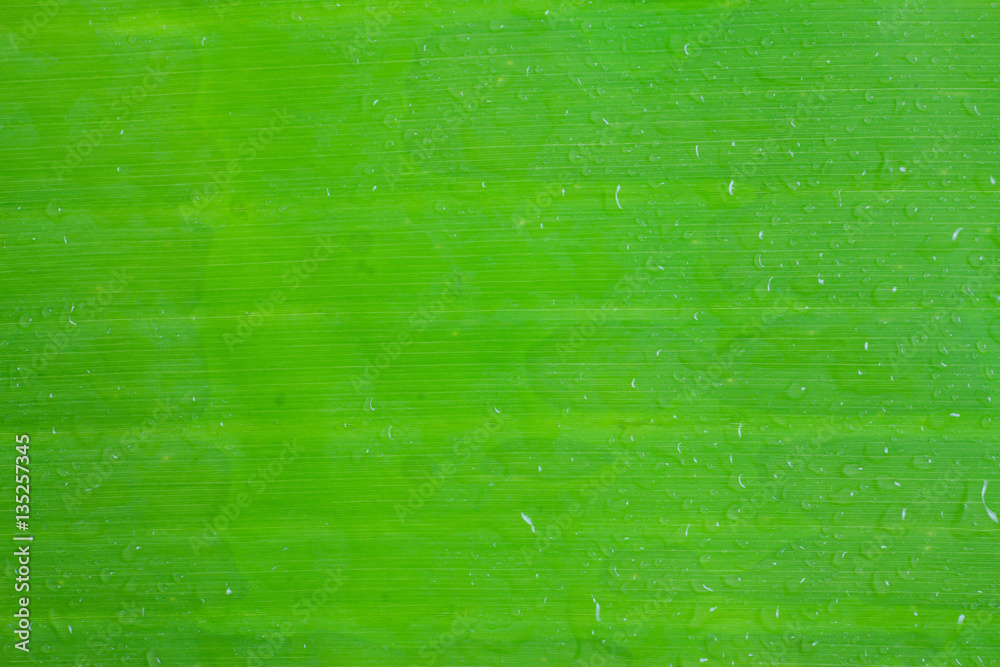 Obraz premium Green leaf texture for background.