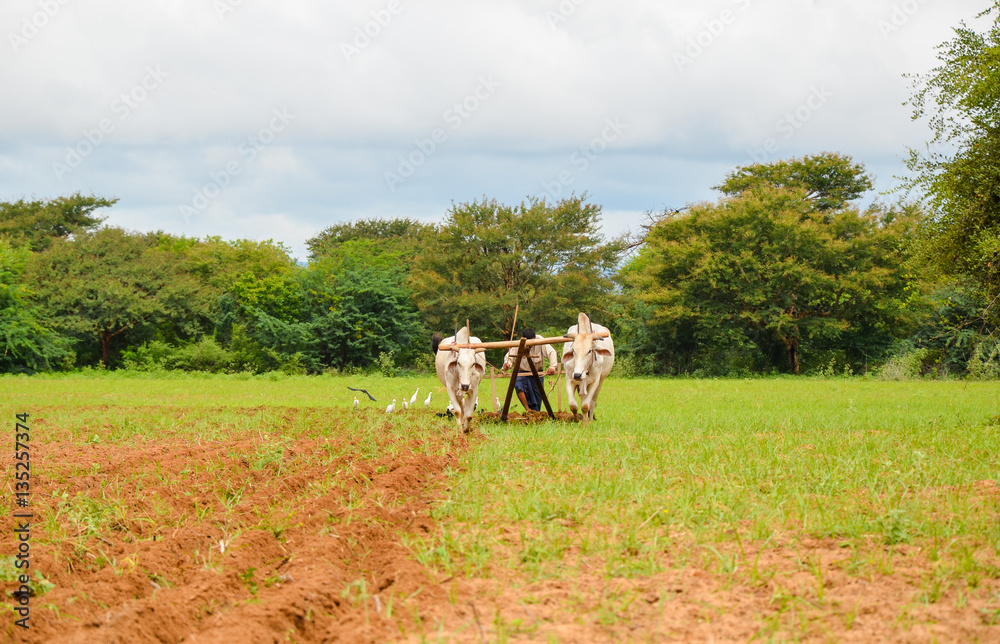 Obraz premium Ox cart ploughing the furrow in Bagan, Myanmar