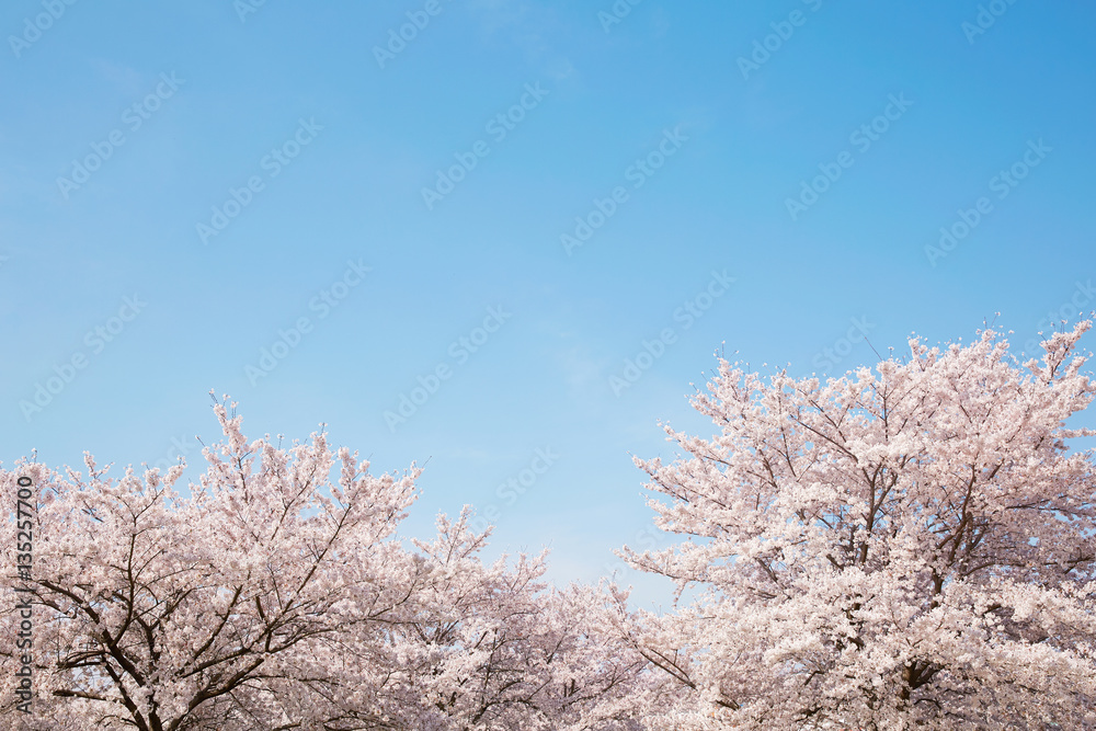 桜　染井吉野