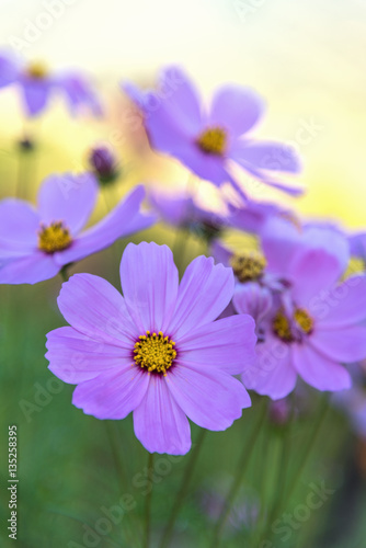 cosmos flowers in the garden with blurred background.