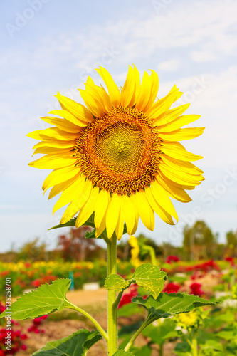 Sunflower in garden with sky background. Sunflower garden during