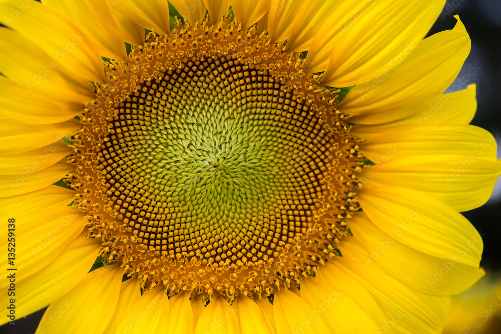 Fototapeta premium Close up middle of sunflower.