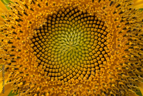 Close up middle of sunflower.