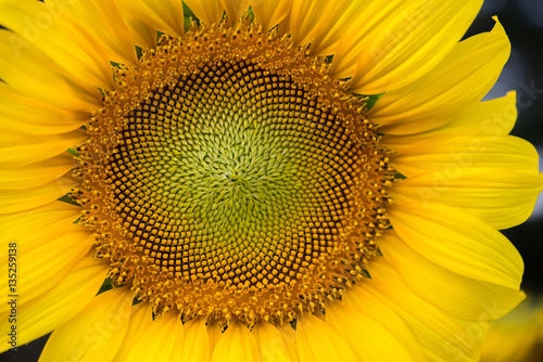 Fototapeta Naklejka Na Ścianę i Meble -  Close up middle of sunflower.