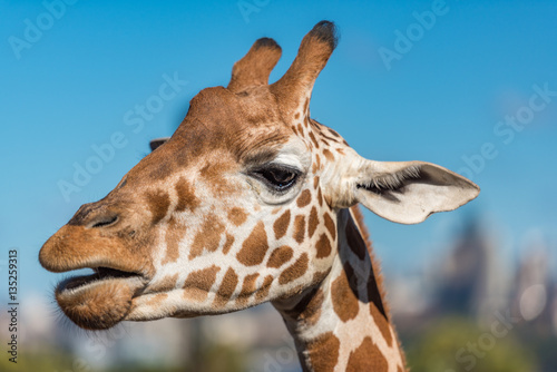 Close up of giraffe against blue sky on the background