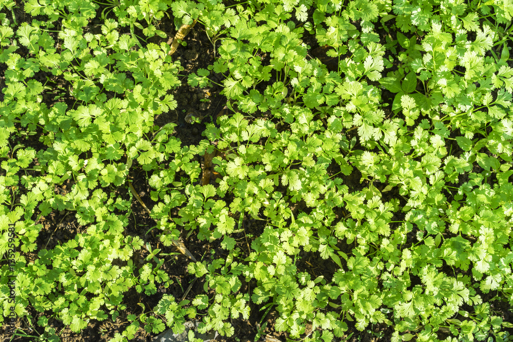 coriander