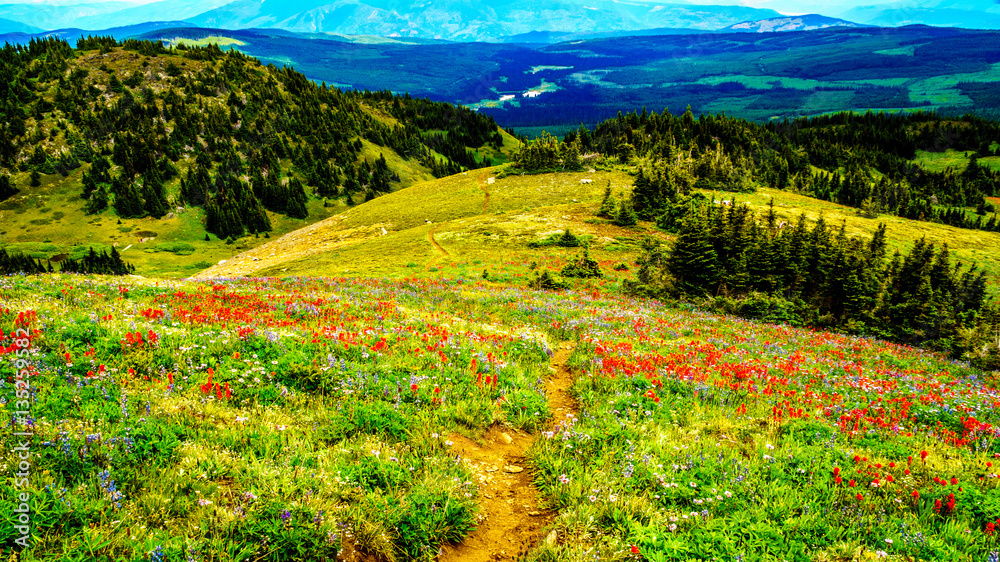 Obraz premium Hiking through Alpine Meadows full of colorful Wildflowers to Tod Mountain in the Shuswap Highlands of central British Columbia