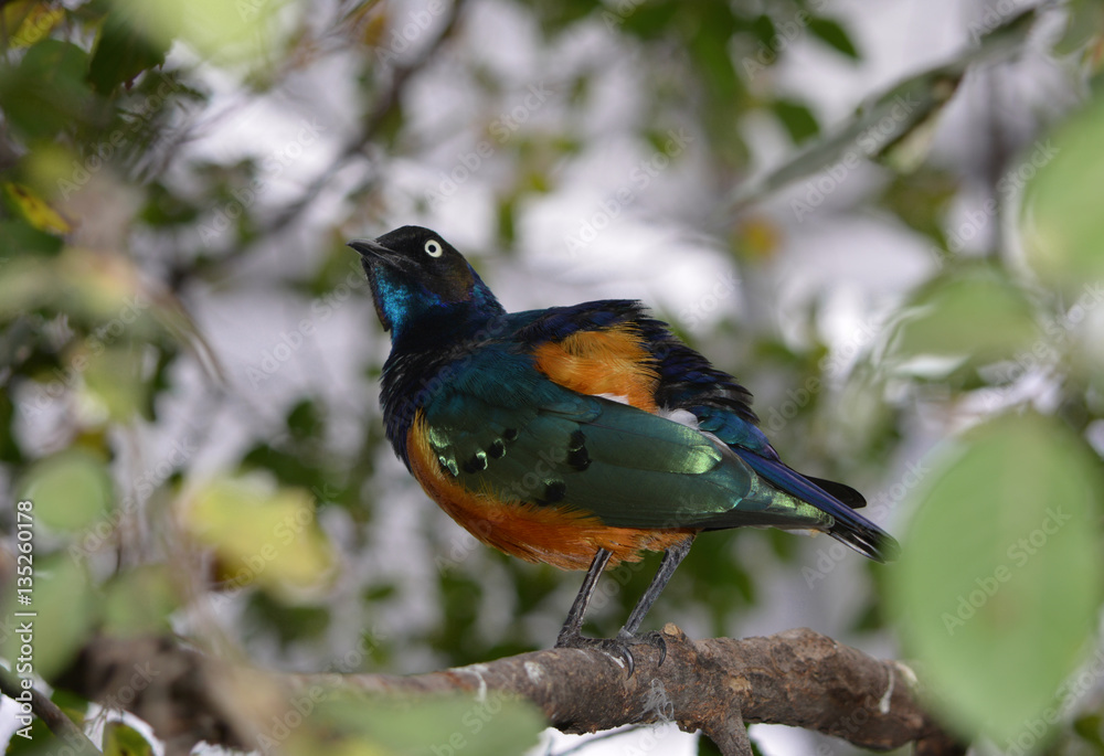 Superb Starling/Colorful Superb Starling perching on tree limb Superb Starling/Colorful Superb Starling perching on tree limb