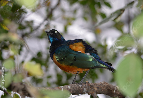 Superb Starling/Colorful Superb Starling perching on tree limb