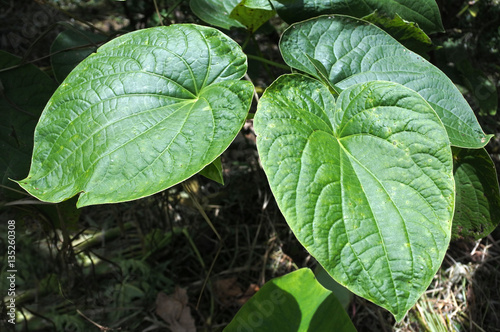 Принти на полотні Piper methysticum plant agriculture in Fiji
