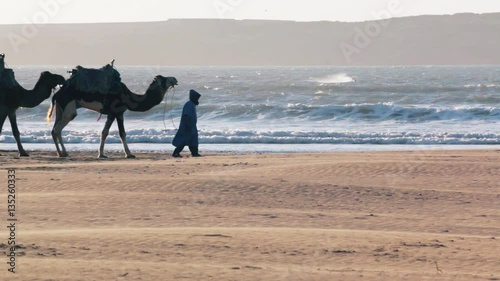 Camel Caravan on the ocean Essaouira Morocco