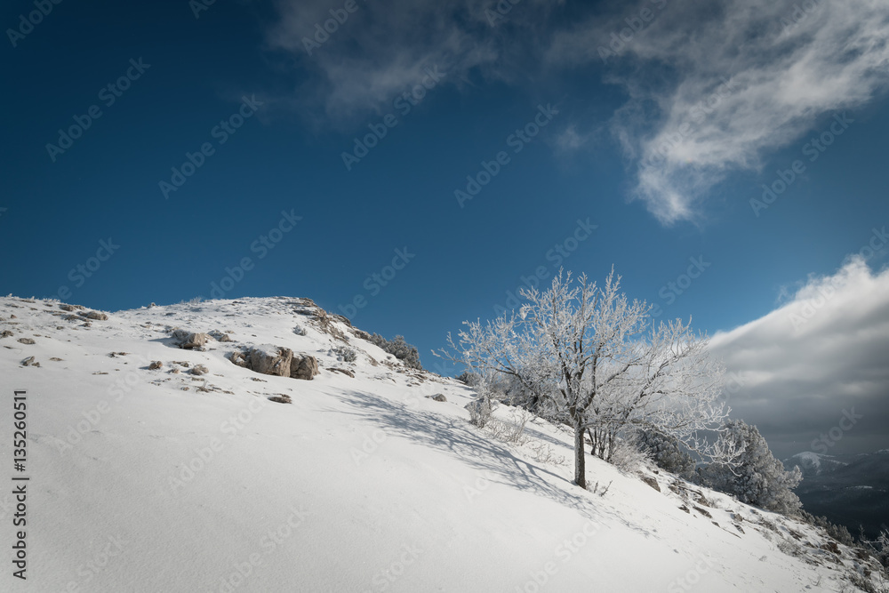 Snow-covered trees on the hillside against a blue sky with cloud