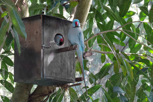 Blue Indian Ring Neck Parrots in nesting box