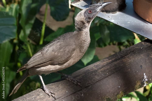 Helmeted Friarbird perched on rail photo