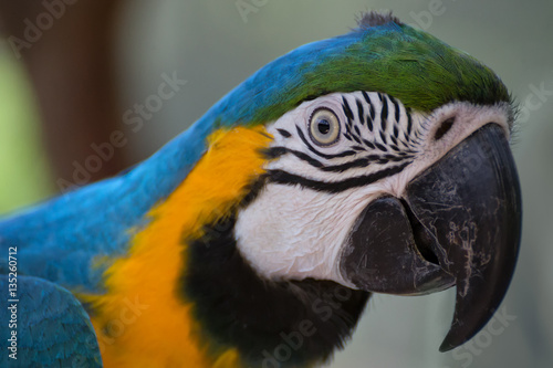 Blue-and-yellow macaw portrait