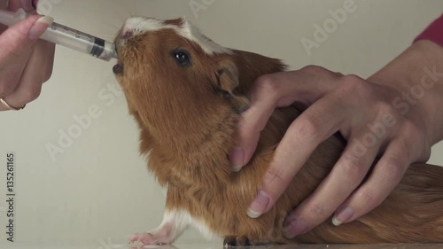 Guinea pig breed Golden American Crested drinking medicine from syringe veterinary care slow motion stock footage video