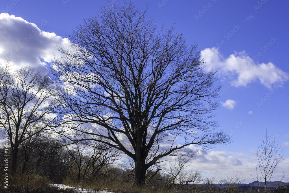 Winter tree with bare branches silhouetted against winter landsc Winter tree with bare branches silhouetted against winter landsc