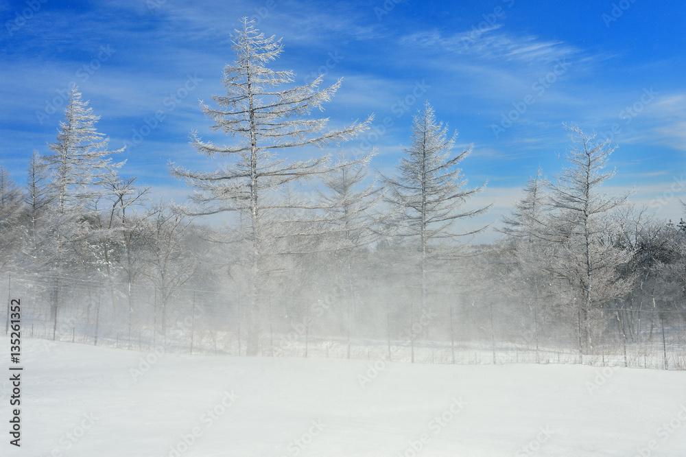 Obraz premium snow scene, snowstorm landscape a winter