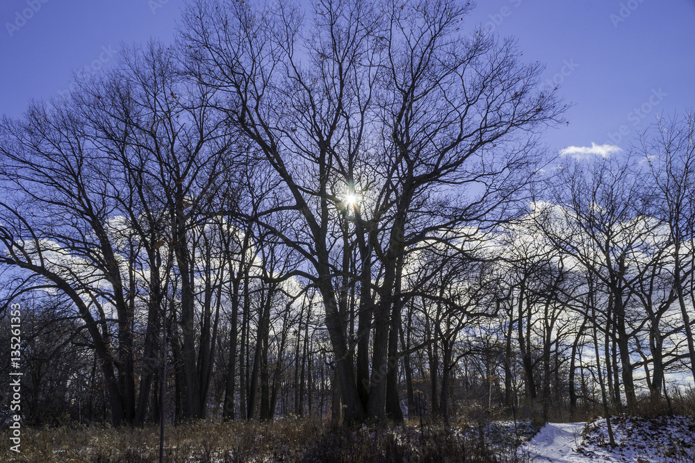 Sun light rays peeking through tall winter trees - obrazy, fototapety, plakaty 