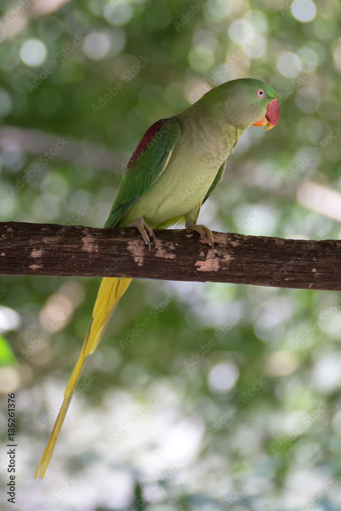 Obraz premium Female Alexandrine parrot on branch