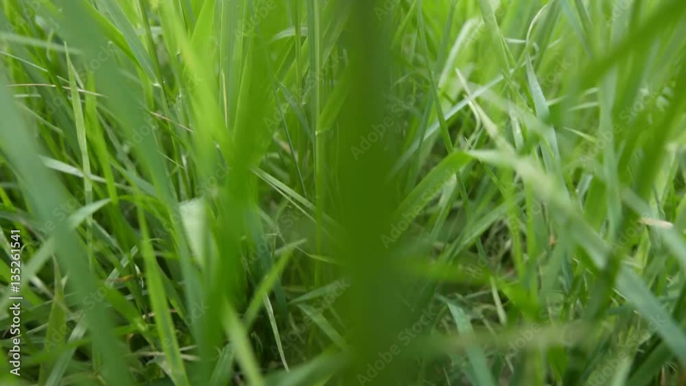 The camera flies in fresh, juicy, lush, green grass. Beautiful light. Macro shot looped. Depth of field. The camera flies in fresh, juicy, lush, green grass. Beautiful light. Macro shot looped. Depth of field.