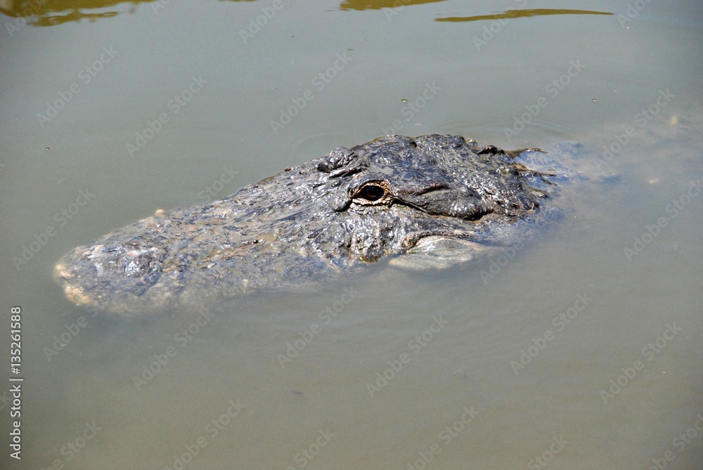 alligator swimming next to boat alligator swimming next to boat