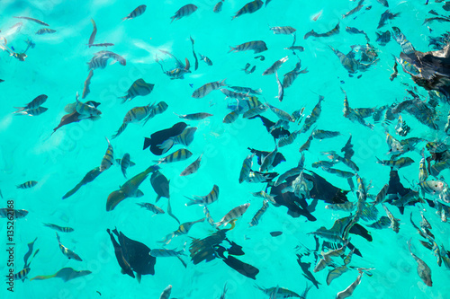 Fototapeta Naklejka Na Ścianę i Meble -  Variety tropical fish. Underwater world. Top view