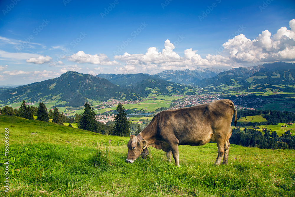 Eine Kuh frisst Gras (Bergblick)