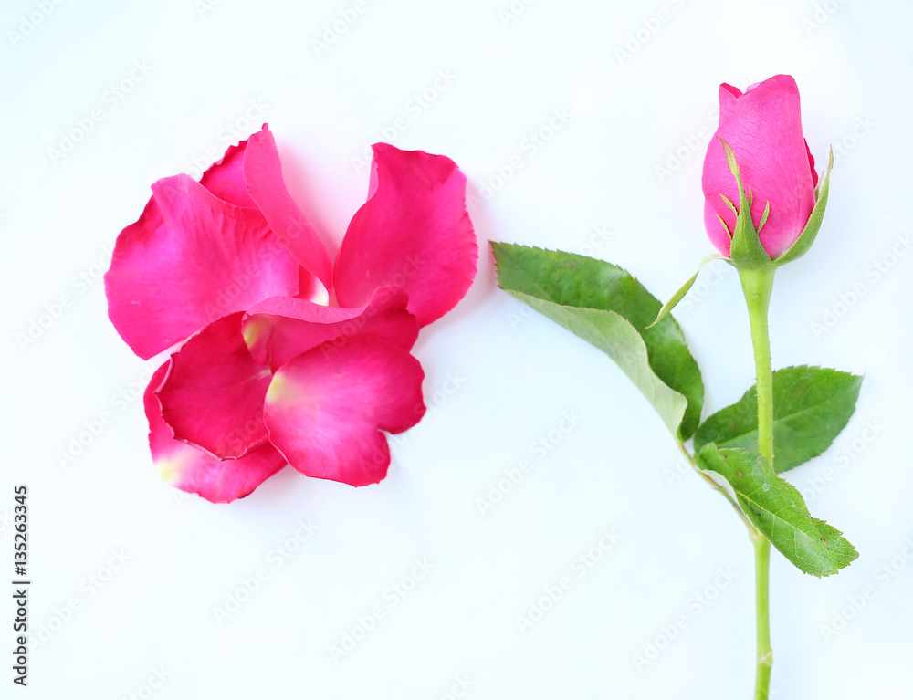 Pink Rose flower and petals on white background.