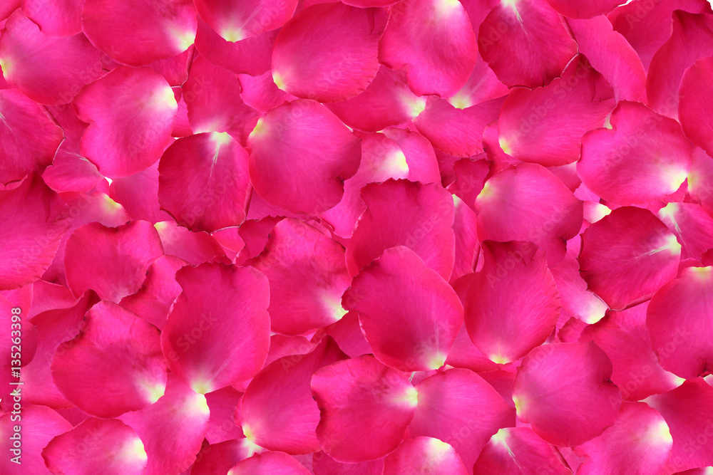 Pink rose petals for background. Pink rose petals for background.