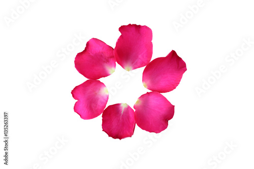 Circle of pink Rose petals on white background.