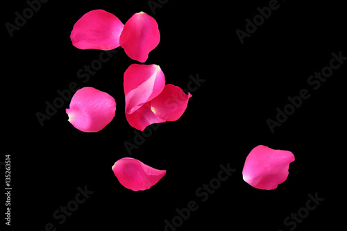 Fototapeta Naklejka Na Ścianę i Meble -  Pink rose petals isolated on a black background.