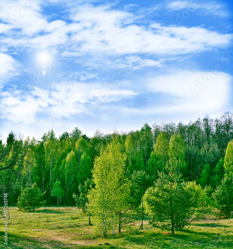 Landscape with the bright green trees and blue sky.