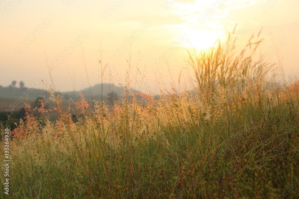 Field of Melinis Repens in the morning