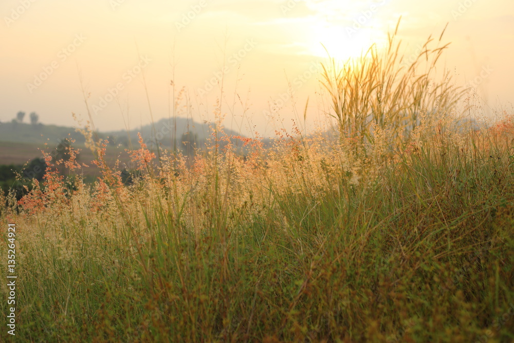 Fototapeta premium Field of Melinis Repens in the morning