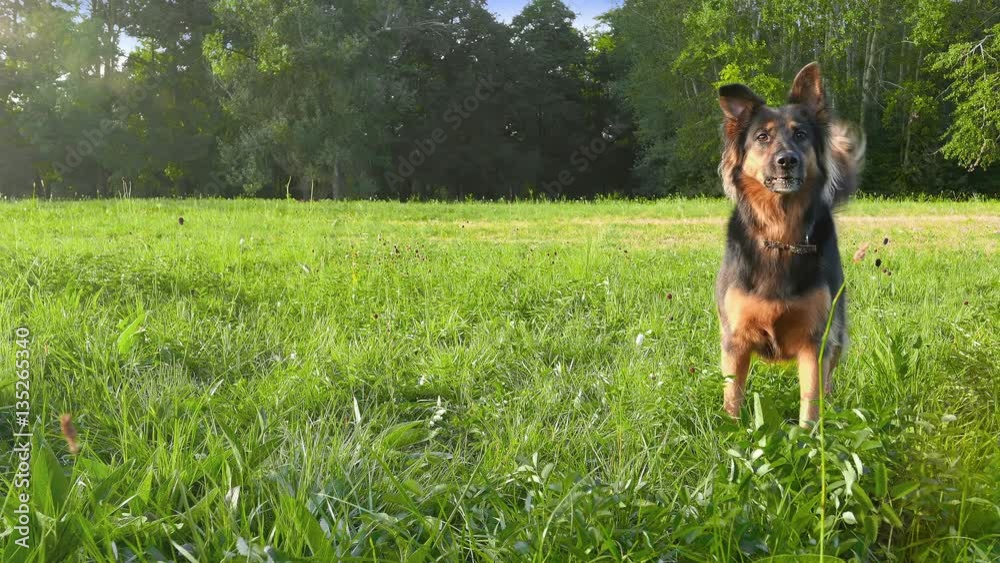 Pretty funny dog .Young german shepherd waiting with impatience to run a toy. Against the background of green park on a sunny beautiful day. Walk and playing with a dog. Pretty funny dog .Young german shepherd waiting with impatience to run a toy. Against the background of green park on a sunny beautiful day. Walk and playing with a dog.