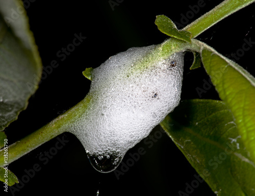 Cocoon spittlebug